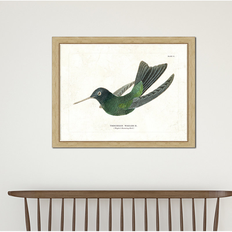 'Hummingbird' Framed Print I Birch Lane
